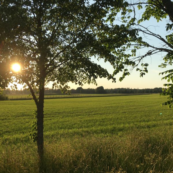 Hygns Gård söker ny medarbetare!