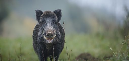 Vildsvin köpes 6/8-10/8